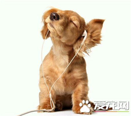 一只贼会享受的音乐汪！