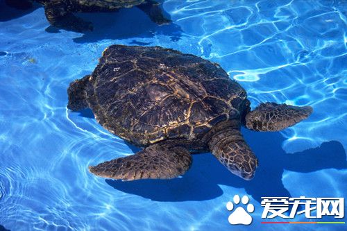 乌龟怎么看年龄 看喉盾的厚度和形状