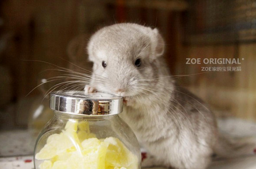 龙猫常见疾病有哪些 详解常见的4种疾病的防治