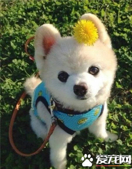 汪星人，阳光那么好，带我粗去玩吧~