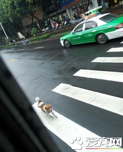 公车禁动物 饲主让狗狗追车半小时