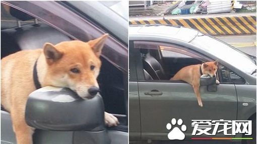 柴犬被留在车内 一脸哀怨挂后照镜上