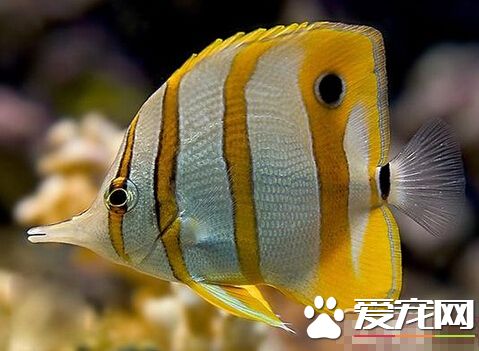 铁嘴鱼的外形特点 铁嘴鱼体色非常艳丽