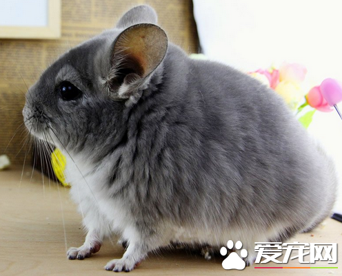 龙猫老了怎么办 从饮食日常生活中仔细照顾