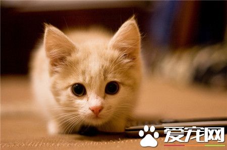 喵星人，太萌了。