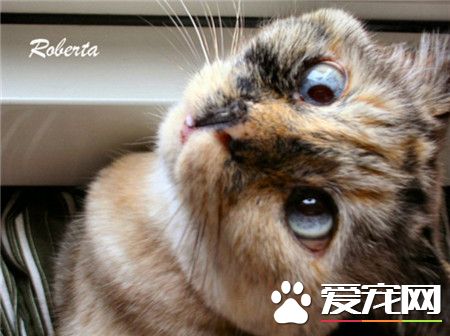 宝贝猫咪也卖萌，斗鸡眼咯！