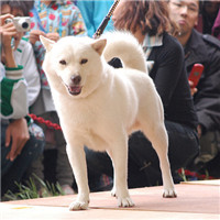 北海道犬