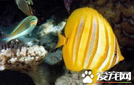 林氏蝴蝶鱼的喂食要点 杂食性的鱼类