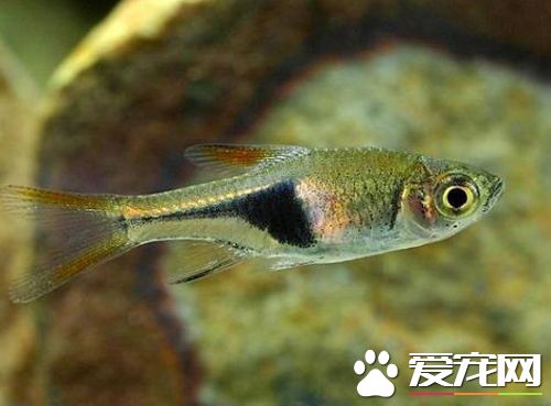 蓝三角鱼的繁殖 最适宜繁殖水温28~30℃