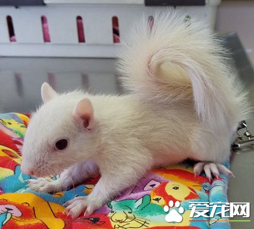 白松鼠有如珍宝 美农夫妇刻意繁殖