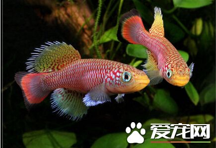 罗氏琴尾鱼的外形特点 其全身红蓝相衬