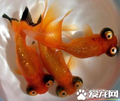 望天眼的外形特点 它有着一双独特眼睛