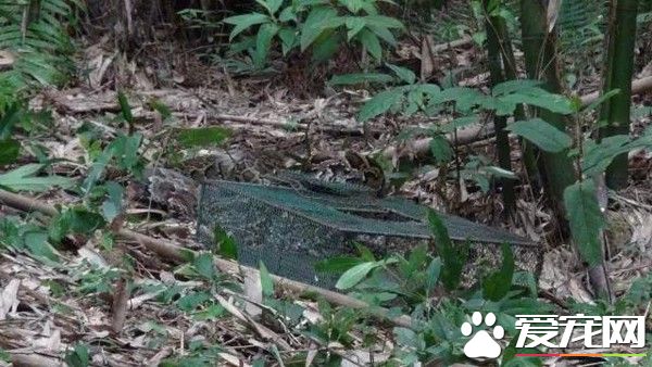 怕成他人食物 广东村民捉住2.5米缅甸蟒