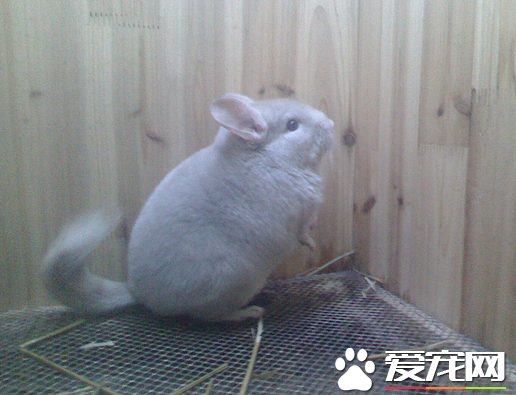 龙猫生产完该如何护理 生产时别去骚扰她们