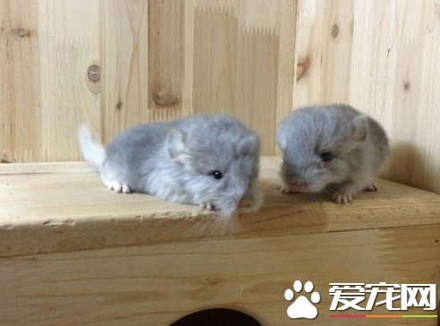 龙猫眼睛发炎怎么办 涂抹人用氯霉素眼药水