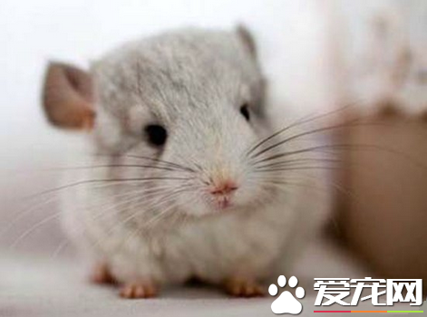 龙猫的眼屎过多怎么办 购买人用的氯霉素眼药水