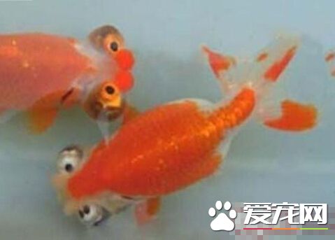 望天眼品种 望天眼其实是金鱼的一个品种