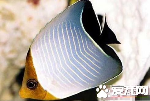 怪蝴蝶鱼的品种介绍 怪蝴蝶鱼的品种详解