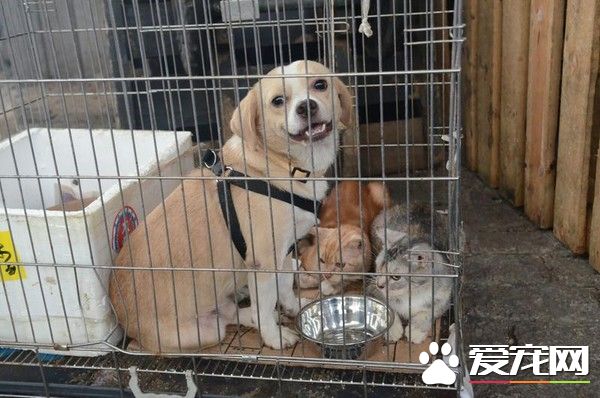 麻地果菜市场大火 店家冲进救宠物