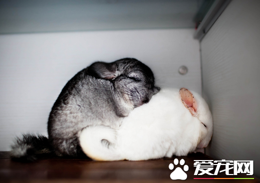 怎么抱龙猫 教你正确的抱龙猫的方法