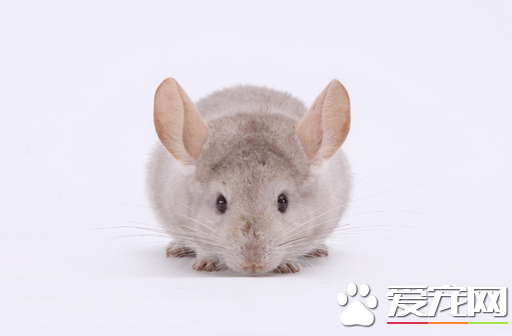 龙猫主粮的主要成分 食物要以高纤维质为主