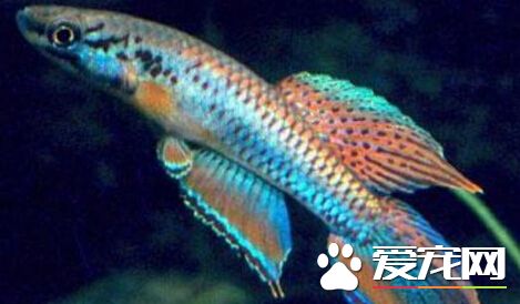 罗氏琴尾鱼的疾病 罗氏琴尾鱼的常见病