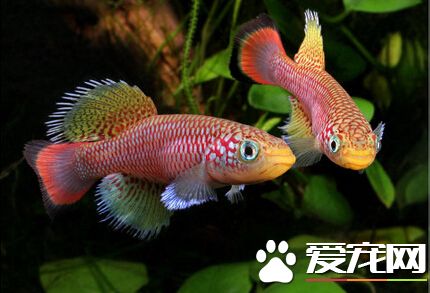 罗氏琴尾鱼的繁殖 带你了解繁殖的方法