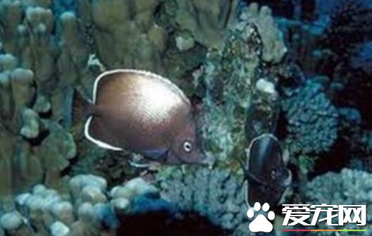 复活岛蝶的品种简介 它属于热带观赏鱼