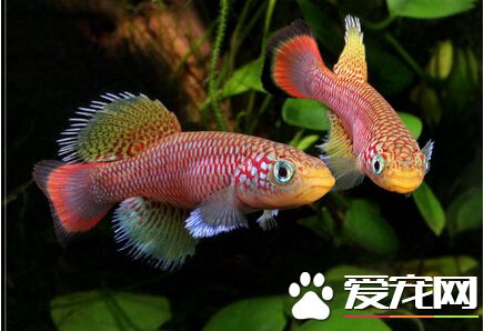罗氏琴尾鱼的详细介绍 身性十分的凶残