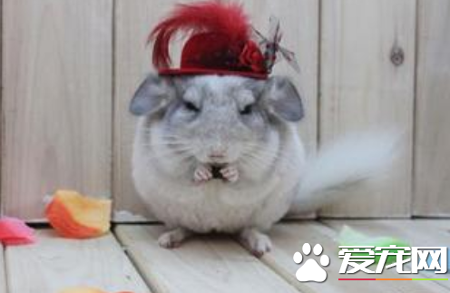 龙猫笼该如何挑选 龙猫笼舍的选择技巧小介绍