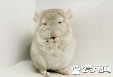 给龙猫补钙的方法 钙是不可以过多摄入的