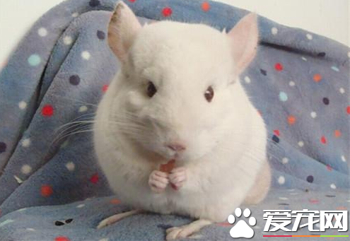 如何能灭掉龙猫身上的螨虫 用酒精擦龙猫的患处