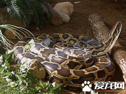 怕成他人食物 广东村民捉住2.5米缅甸蟒