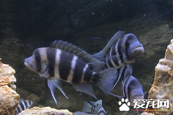 短鼻六间鱼的饲养 最适宜生长温度22~26℃