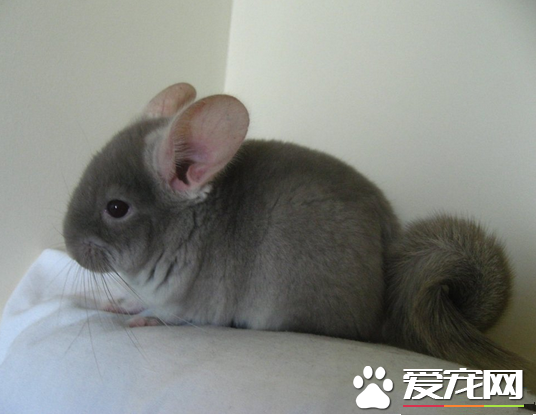 儿童养龙猫要注意什么 正确面对龙猫的死亡