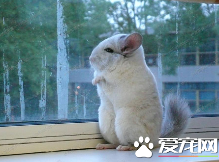 怎么挑选小龙猫 不建议购买2月龄以下的龙猫
