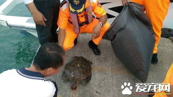 龟壳破裂全身肿胀 小琉球惊见中桨绿蠵龟