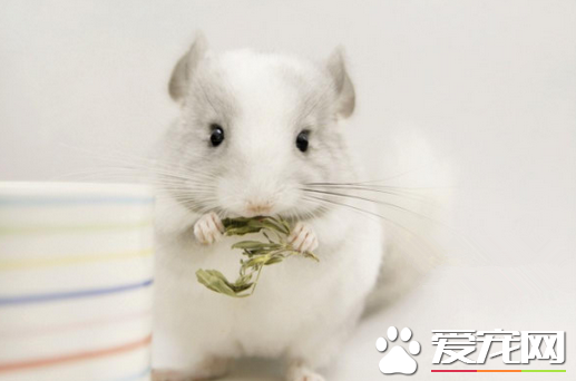 如何检测龙猫是否健康 健康龙猫的八大标准