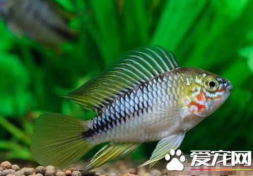 黄金短鲷的外形特点 产地不同体色也不同