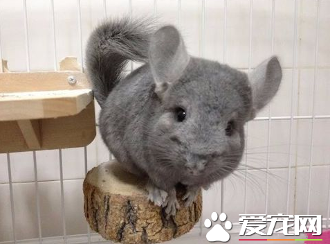 龙猫与老鼠两者的区别 老鼠是杂食而龙猫是素食