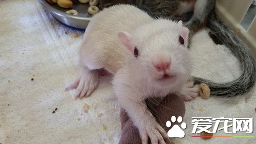 白松鼠有如珍宝 美农夫妇刻意繁殖