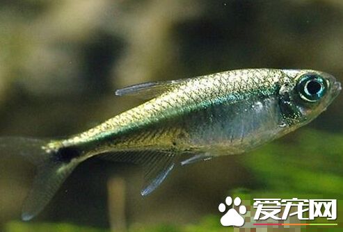 黄金灯鱼的外形特点 体表能发出金黄色