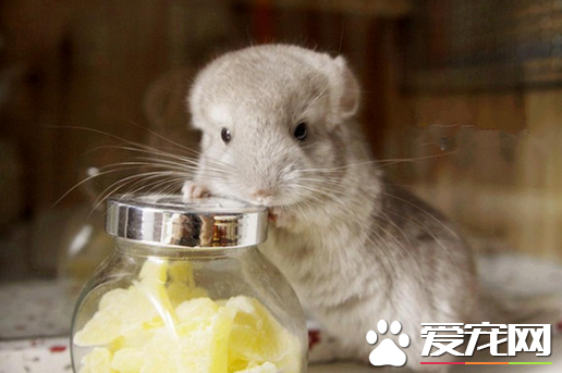 龙猫如何洗澡 妙用两招教会小龙猫洗澡澡