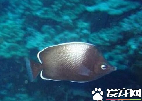 复活岛蝶的外形特点 成鱼体高而呈卵圆形