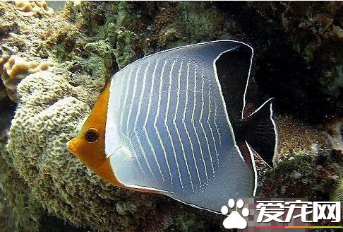 怪蝴蝶鱼外形特点 带你了解其外形特征