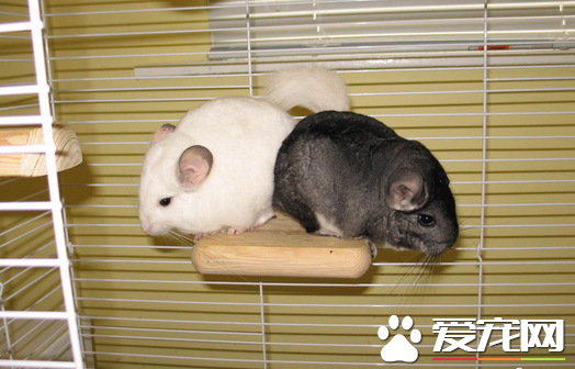 哪些用品会危害龙猫健康 危害龙猫健康的用品