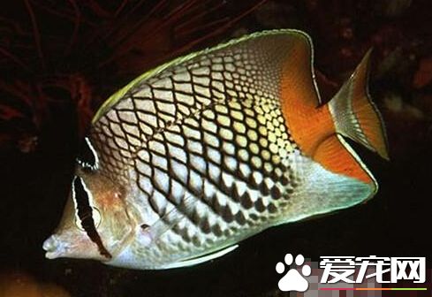 红尾蝶外形特点 其尾部有一条红色带