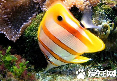 热带鱼亲鱼的饲养 要给亲鱼适宜的生活条件