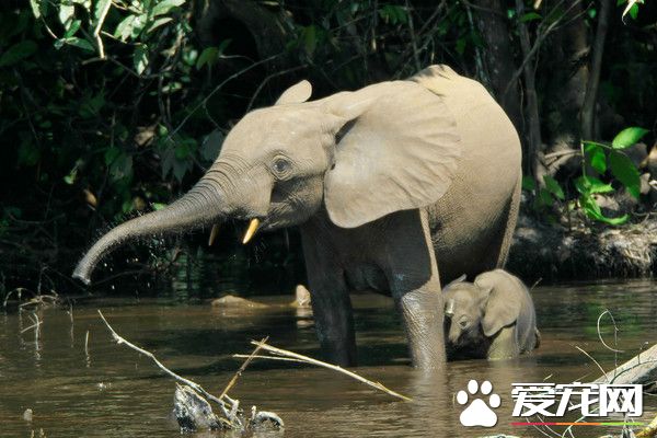 盗猎者杀森林象取象牙 复育将耗时1世纪
