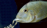牛头鲷的喂食要点 最好是以活饵为主食